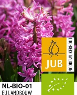 Hyacint Pink Pearl - biologische bloembol Hyacint Pink Pearl - biologische bloembol