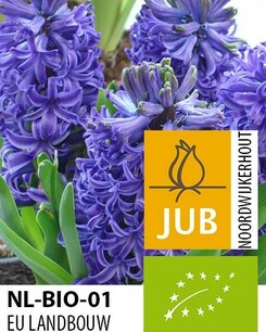 Hyacint Blue Pearl - biologische bloembol Hyacint Blue Pearl - biologische bloembol