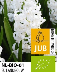 Hyacinthus White Pearl - Hyacint - biologische bloembol Hyacinthus White Pearl - Hyacint - biologische bloembol