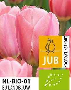 Tulipa 'Design Impression' - biologische bloembol Tulipa 'Design Impression' - biologische bloembol