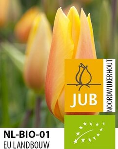 Tulipa 'Blushing Lady' - biologische bloembol Tulipa 'Blushing Lady' - biologische bloembol