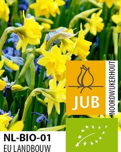 Narcissus Tete-a-Tete - biologische bloembol Narcissus Tete-a-Tete - biologische bloembol