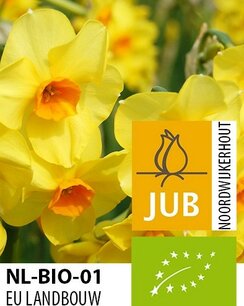 Narcissus Martinette - biologische bloembol Narcissus Martinette - biologische bloembol