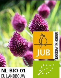 Allium sphaerocephalon - Trommelstokje - biologische bloembol Allium sphaerocephalon - Trommelstokje - biologische bloembol