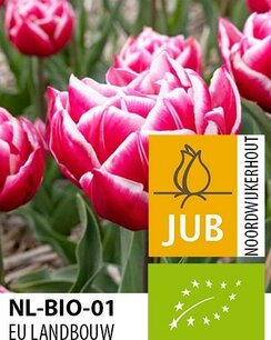 Tulipa 'Columbus' - biologische bloembol