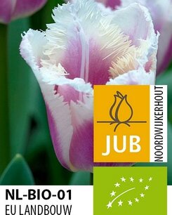Tulipa 'Siesta' - biologische bloembol