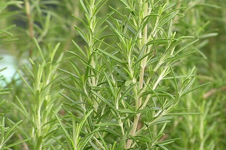 Rosmarinus officinalis - rozemarijn - C3 Rosmarinus officinalis - rozemarijn - C3