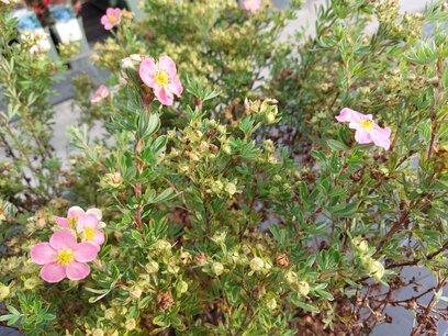 Potentilla fruticosa Lovely Pink C3 - Struikganzerik - Heesterganzerik Potentilla fruticosa Lovely Pink C3 - Struikganzerik - Heesterganzerik