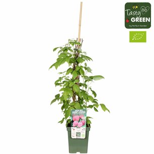 Rubus id. Twotimer Sugana Red® - Rode herfst -en zomerframboos - Bio fruitplant P23 Rubus id. Twotimer Sugana Red® - Rode herfst -en zomerframboos - Bio fruitplant P23