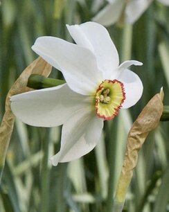 Narcissus Recurvus - biologische bloembol Narcissus Recurvus - biologische bloembol