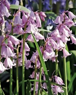 Hyacinthoïdes hispanica - Boshyacint roze  - biologische bloembol Hyacinthoïdes hispanica - Boshyacint roze  - biologische bloembol