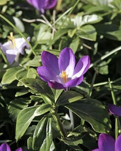 Krokus - Crocus Ruby Giant - biologische bloembollen Krokus - Crocus Ruby Giant - biologische bloembollen