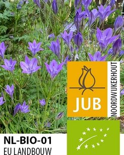 Triteleia Corrina - biologische bloembol