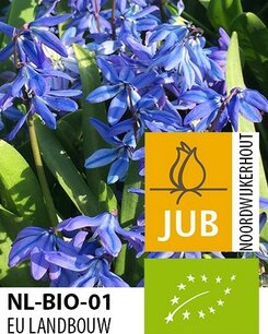 Scilla siberica - Siberische sterhyacint - biologische bloembol