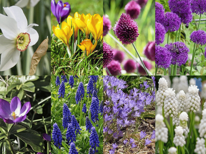 a. Luxe Bijenmengsel - 50 biologische bloembollen