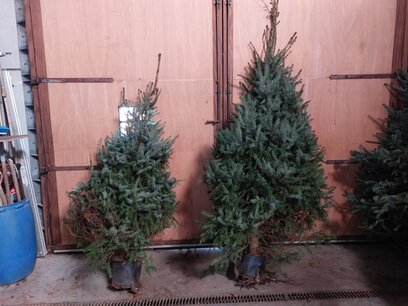Picea Omorika kerstboom in pot gekweekt 225-250 cm