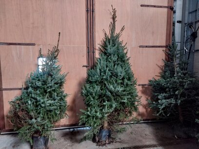 Picea Omorika kerstboom in pot gekweekt 200-225 cm