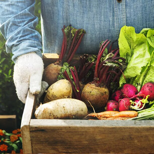 Curieuzeneuzen-Gemüse-Saatgutset - Bio-Samen