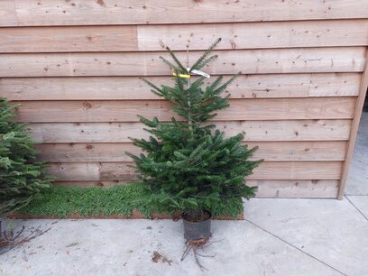 Nordmann kerstboom in pot gekweekt 125-150 cm (laatste stuk)