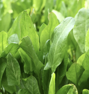 Gewone zuring - biologische zaden