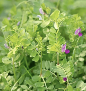 Sommerwicke (Gründüngung) - Bio-Samen