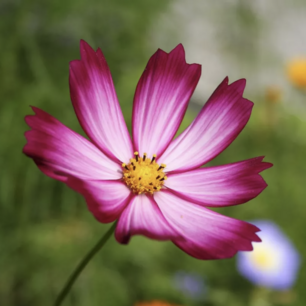 Cosmos Sensation Picotée - biologische zaden