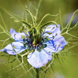 Damaskus-Nigella - Bio-Samen