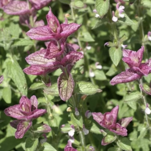 Bonte salie roze - biologische zaden