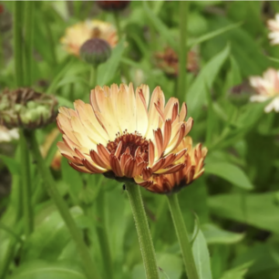 Goudsbloemen Touch of Red Buff - biologische zaden