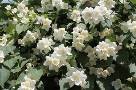 Philadelphus coronarius 60-80 cm