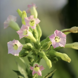Common Tobacco - organic-seeds