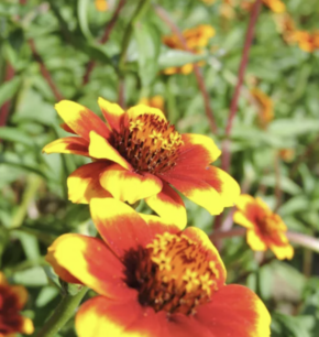 Tabac commun - graines bio