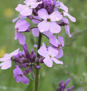 Damastbloem roze - biologische zaden