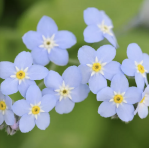 Forget-me-not - organic-seeds