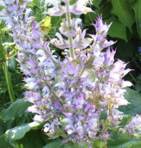 Clary Sage - organic-seeds