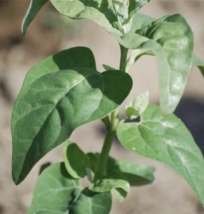 Amarante verte - graines bio