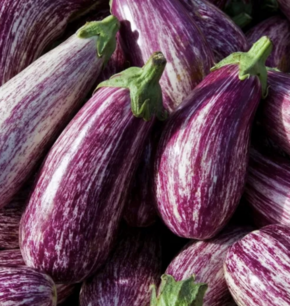 Aubergine Listada de Gandia - biologische zaden