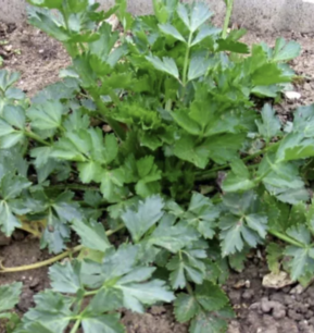 Snijselderij Pipe creuse uit Mechelen - biologische zaden