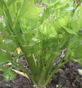 Bleekselderij Vert d'Elne - biologische zaden