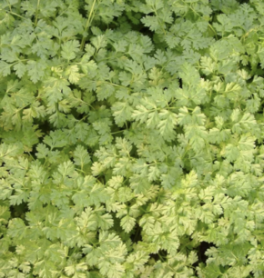 Winter-Kervel uit Brussel - biologische zaden