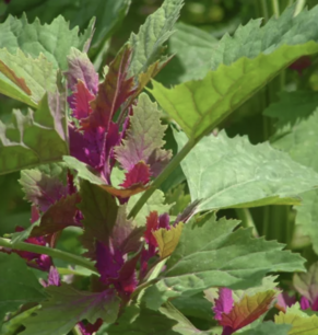 Boomspinazie veelkleurig - biologische zaden