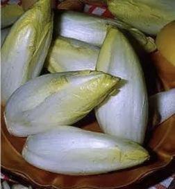 Brusselse chicorei Mechelse middelvroege - biologische zaden