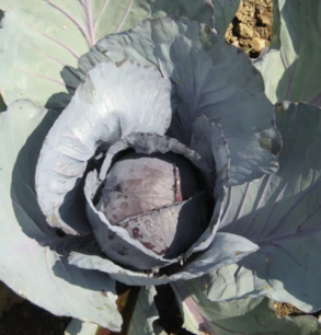 Chou rouge de Langedijk - graines bio