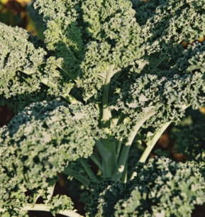 Boerenkool Grand vert du Nord - biologische zaden