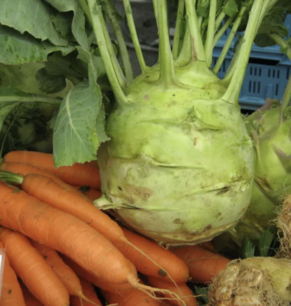 Chou-rave Superschmelz - graines bio