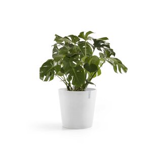 Ecopots Amsterdam 70 cm puur wit - planten/bloembak-pot