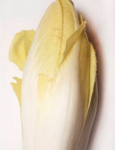 Brusselse chicorei Hollandse middelvroege - biologische zaden