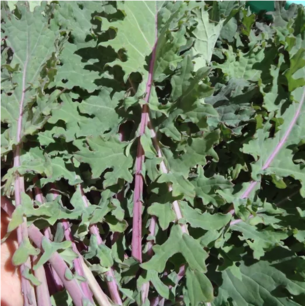 Chou frisé ‘Red Ursa’ - graines bio