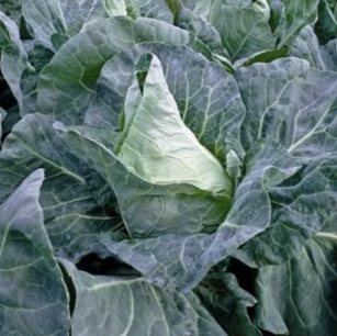 Chou cabus pointu blanc de Châteaurenard - graines bio