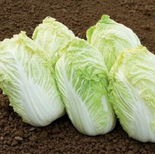 Chinese kool Sativa (type Astuko) - biologische zaden